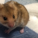 元気なゴールデンハムスターの赤ちゃんです！