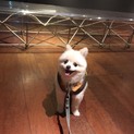 可愛い白ポメラニアン