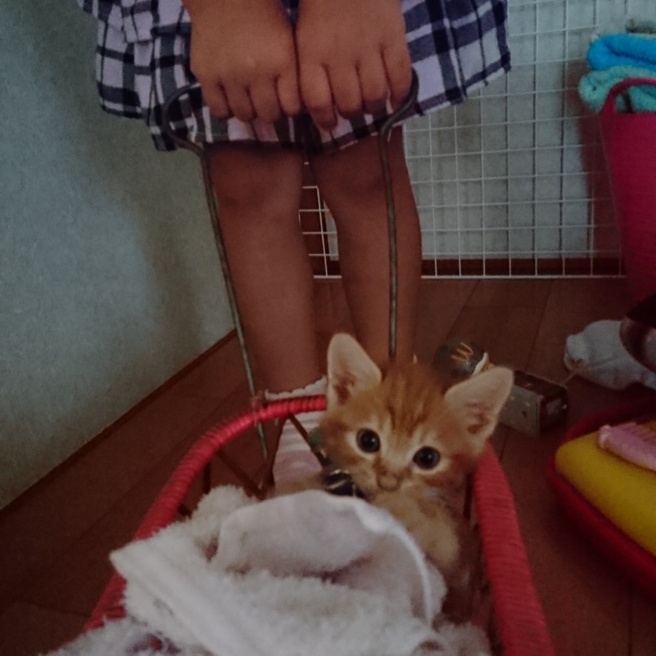 鷹虎のカバー写真