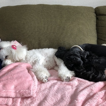 ブラック アメリカンコッカースパニエル  LALAちゃんと保護犬ゆきちゃん 仲良し お昼寝