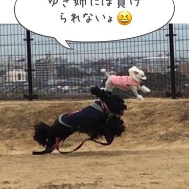 ブラック アメリカンコッカースパニエル  飛行犬  LALAちゃんと保護犬ゆきちゃん 仲良し駆けっこ