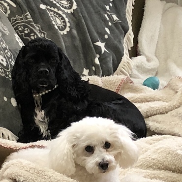 ブラック アメリカンコッカースパニエル  LALAちゃんと保護犬ゆきちゃん  黒すぎて表情わからない。笑