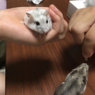 ハムスター ジャンガリアン