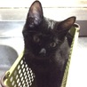 先住猫歓迎！元気な黒猫 サムネイル3