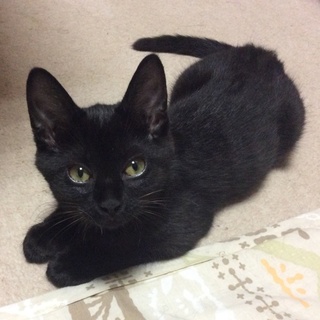 先住猫歓迎！元気な黒猫
