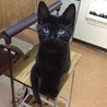先住猫歓迎！元気な黒猫 サムネイル2