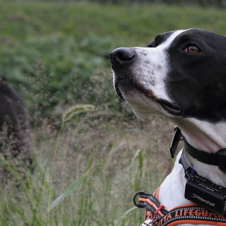ポインター犬、里親を募集します。