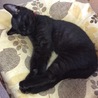 先住猫歓迎！元気な黒猫 サムネイル5