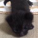 黒キジトラムーたん 目が開いたばかり(=•ェ•=)