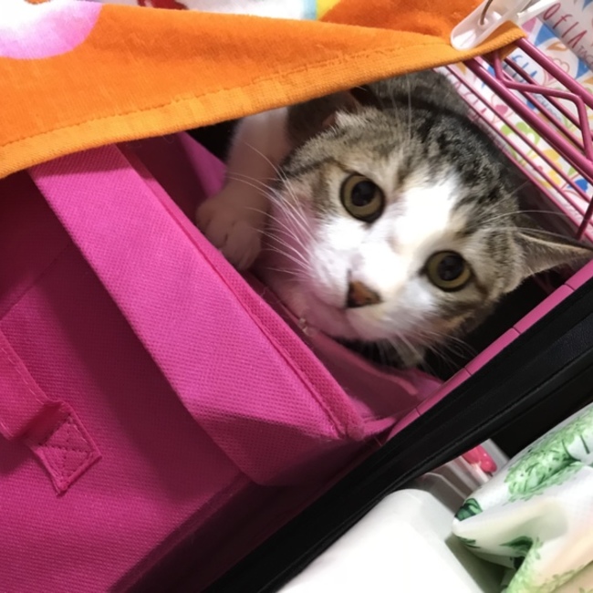 ちんのあのカバー写真