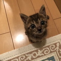 ラト
