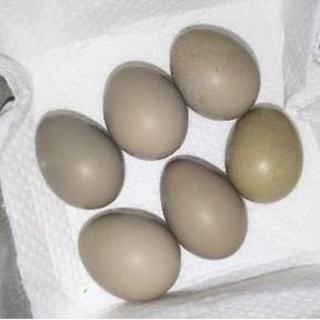 ヒメウズラ有精卵