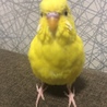 ゆゆたま