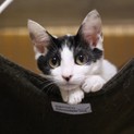 控えめな美形の白黒猫・サキちゃん