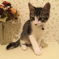 ミル