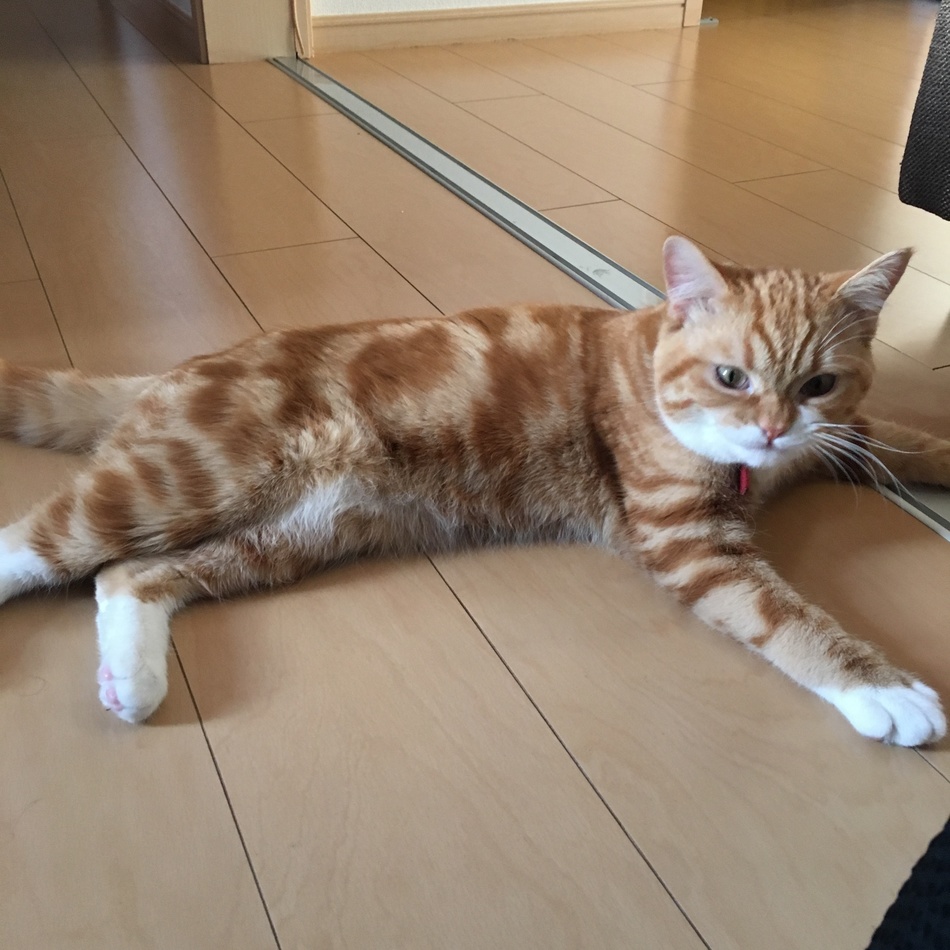 Baby♂のカバー写真