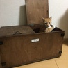 あれ？