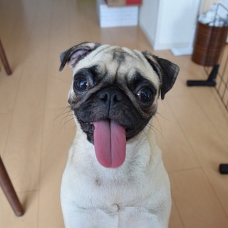 遊ぶの大好き！パグ1歳6ヶ月