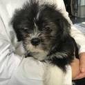 小柄な中型犬MIXの仔犬 ディーゼル君