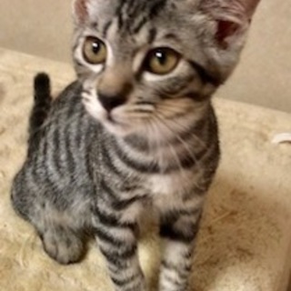 抱っこ大好き甘えんぼの男の子　アサヒ君