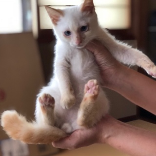 オス3ヶ月