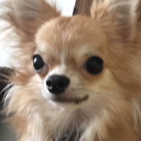 コロン