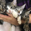 子猫の里親募集＾＾