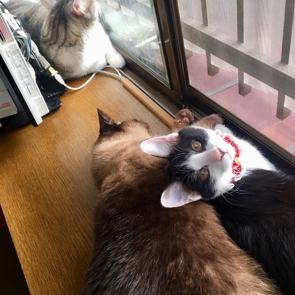ララのカバー写真