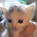7月生まれの子猫の里親募集！！