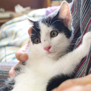 優しくてかわいいソラ君。生後二ヶ月半ぐらい。