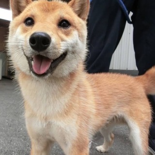 【助けて下さい❗️】カワイイお顔のワンコです！