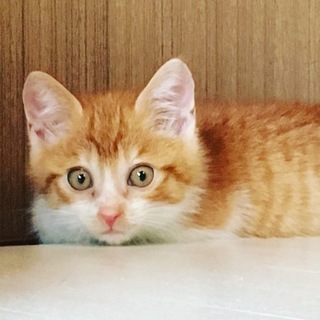 遊び大好きな茶白の男の子