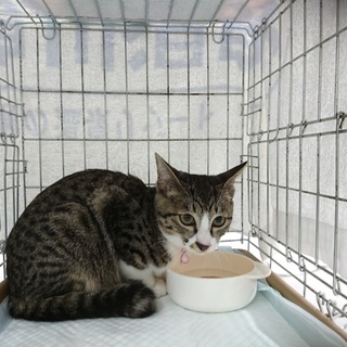 正式譲渡になりました。