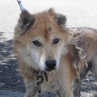 【助けて下さい‼️】おじいちゃんワンコです。