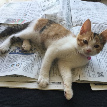 新聞読んでるし、邪魔せんといて〜〜