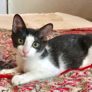 人馴れ、猫慣れ抜群、甘えん坊のうしさん