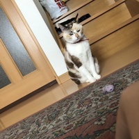 めい