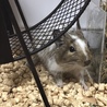 里親様から譲り受けたデグーです！