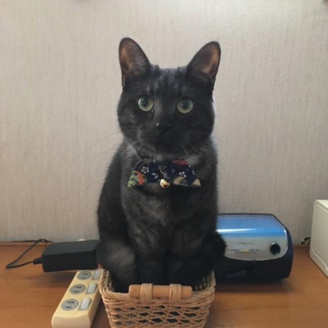 ごーにゃのカバー写真