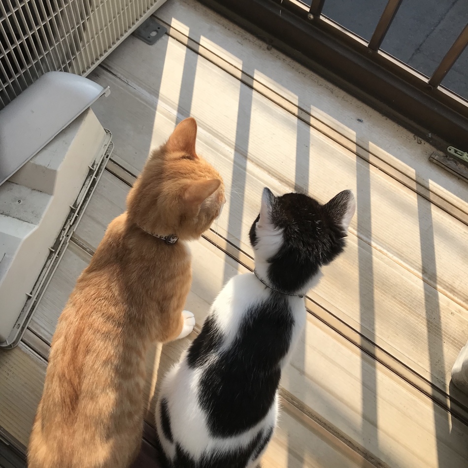 みるのカバー写真