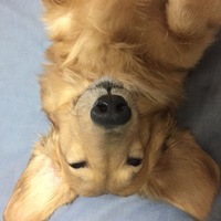 ラブ