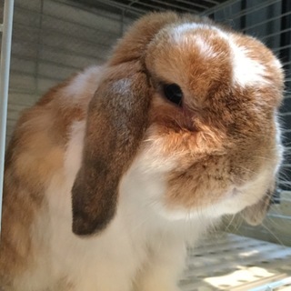 とてもかわいいホーランドロップです❤️
