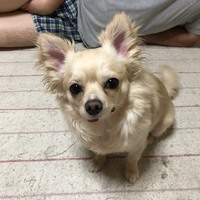 メイ