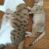 播州の知恵者兄弟　アビシニアンMIX&可愛い黒猫 サムネイル6