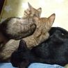 播州の知恵者兄弟　アビシニアンMIX&可愛い黒猫 サムネイル7