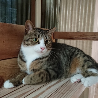 ちょっぴり小心者？}【ΦωΦ】{雉白の女の子