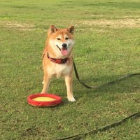 ころちゃん