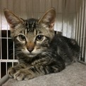【できれば兄弟一緒に！】5ヶ月のキジトラ兄弟です。