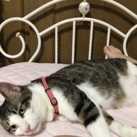 セティ