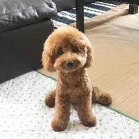 こむぎ